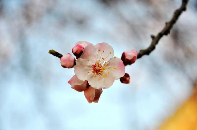 【诗词鉴赏】春风暖，杏花吹满头—那些美丽的杏花诗词！