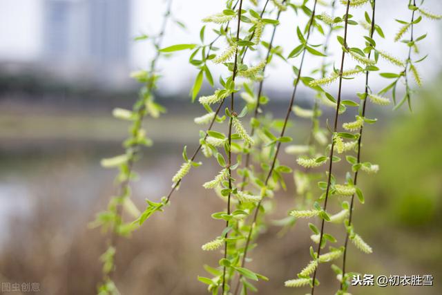 新年新春祝福诗词五首，人心新岁月，春意旧乾坤