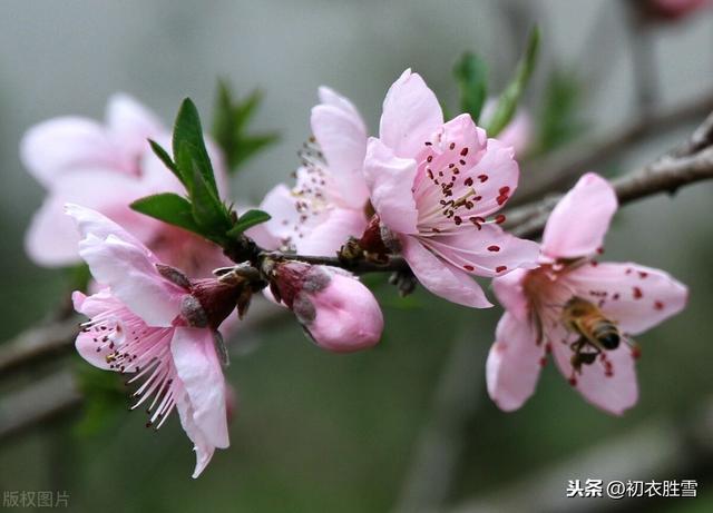 新年新春祝福诗词五首，人心新岁月，春意旧乾坤