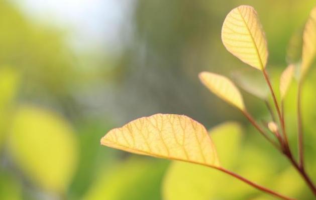 春暖花开的唯美句子：淡看流年烟火，细品岁月静好