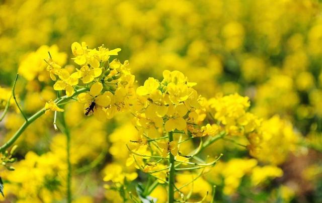 【诗词鉴赏】春天，邂逅诗词里的油菜花！