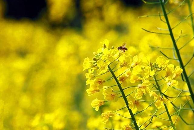 【诗词鉴赏】春天，邂逅诗词里的油菜花！