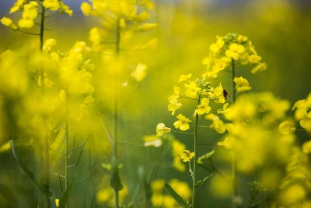 【诗词鉴赏】春天，邂逅诗词里的油菜花！