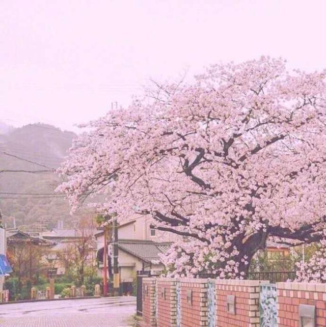 春风急，樱花杨柳雨凄凄，描写樱花的50首诗词惊艳了整个春天！