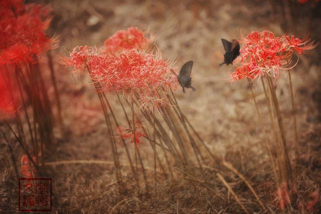 花叶自是同根生，何事开时不相见——9首唯美诗词，重识彼岸花