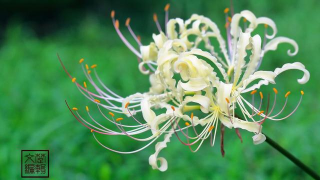 花叶自是同根生，何事开时不相见——9首唯美诗词，重识彼岸花