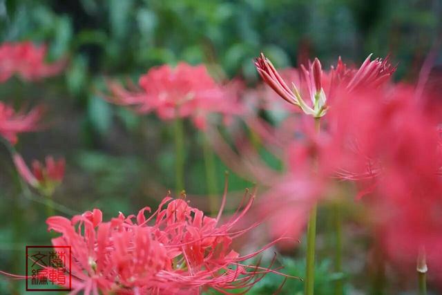 花叶自是同根生，何事开时不相见——9首唯美诗词，重识彼岸花