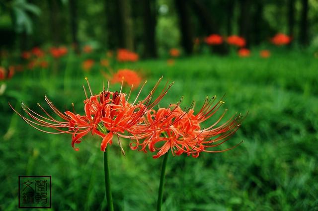 花叶自是同根生，何事开时不相见——9首唯美诗词，重识彼岸花