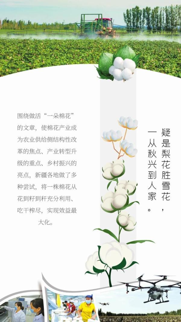 “一朵棉花”何以春色满园？