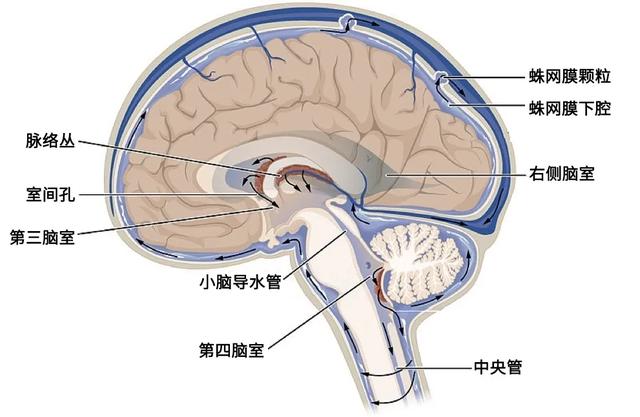 脑子真的会进水吗？