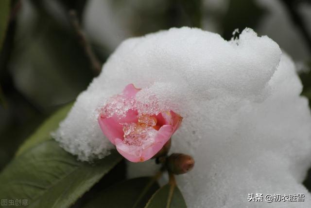 早冬茶花五首：春色初回垄上茶，嫩容白玉沁梨花