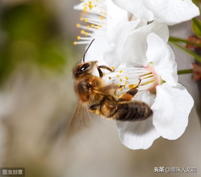 勤劳朴实、默默无闻，读这几首写蜜蜂的诗词，感受古人的“蜂”情