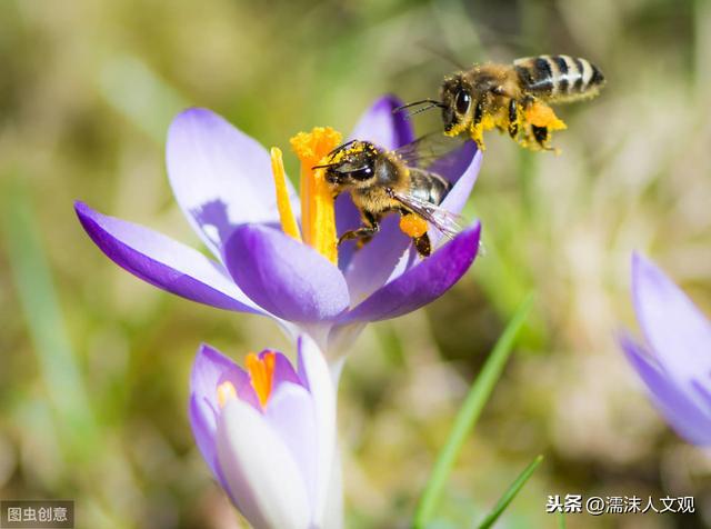 勤劳朴实、默默无闻，读这几首写蜜蜂的诗词，感受古人的“蜂”情