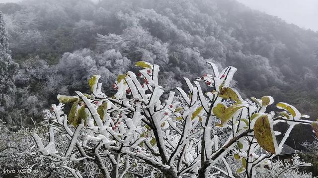 江山如画 | 一半金秋彩林，一半仙境雾凇——南川·金佛山