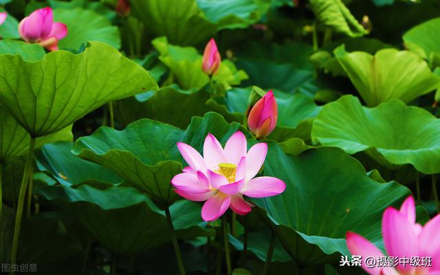 这3张荷花照片，每张2个缺点，荷花摄影别犯忌讳