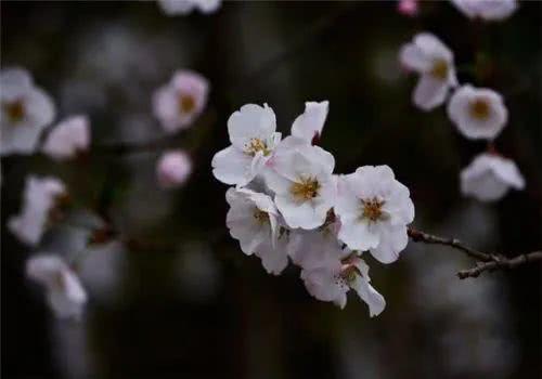 这五首歌咏樱花的小诗，写尽唐朝赏樱的盛况