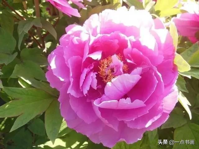 花开成海——最美四月牡丹花