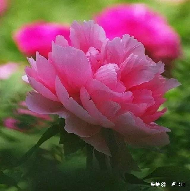 花开成海——最美四月牡丹花