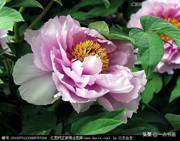 花开成海——最美四月牡丹花