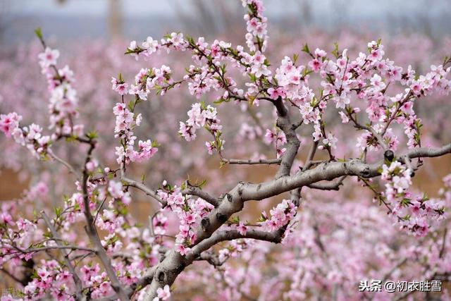 诗经桃花，桃之夭夭，灼灼其华，这个夭夭，可不是说的桃花娇艳