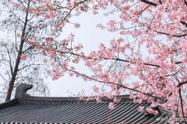 三月，樱花雨