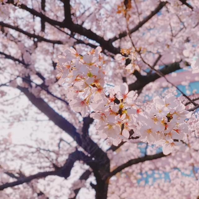 三月，樱花雨