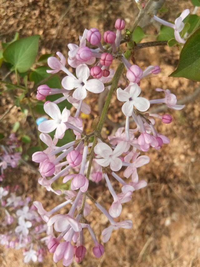 7种花，花语是思念，最适合中秋送给想念的人