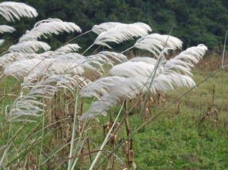 短短十首禅意诗，写尽人世无常！看尽世间百态！