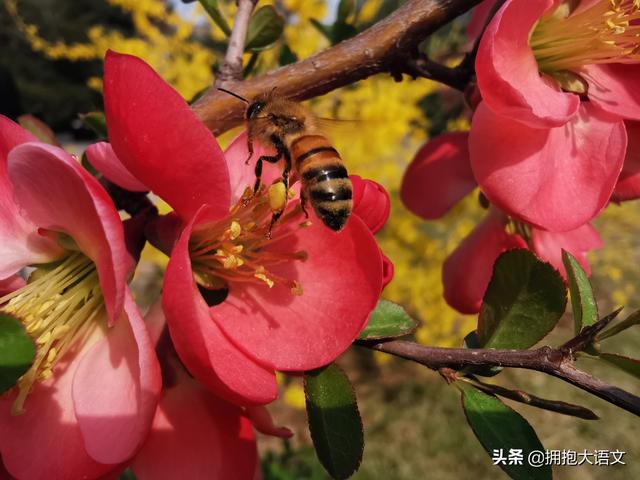 别再用蜡烛夸赞老师了，引用这五处诗句歌颂老师，才显得优美高雅