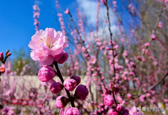 关于描写桃花的句子，桃花盛开的地方，处处美丽