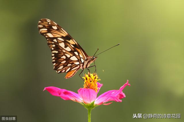 古人如何过生日？这11首诗词告诉你