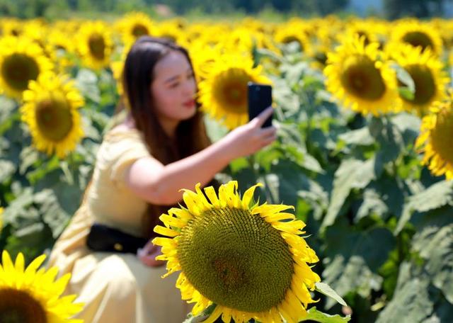 组图｜向日葵花朵朵开，美丽乡村入画来