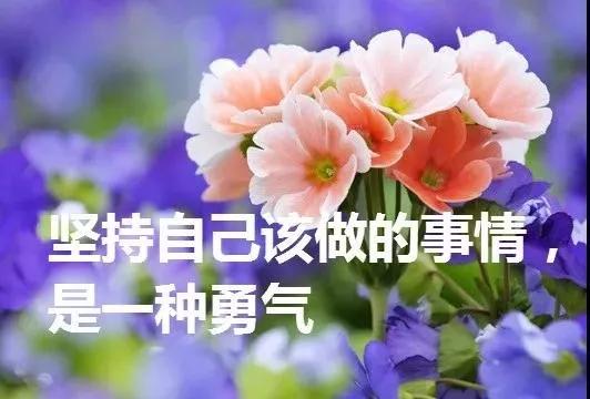 早上好的鲜花图片问候祝福语，清晨很阳光的早安问候句子