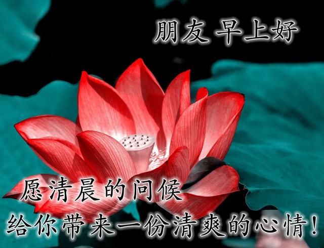 早上好的鲜花图片问候祝福语，清晨很阳光的早安问候句子