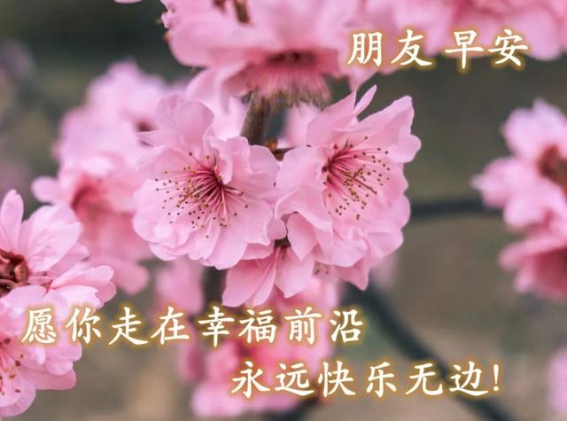 早上好的鮮花圖片問候祝福語,清晨很陽光的早安問候句子