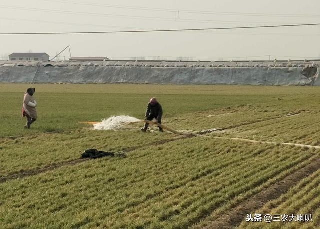 小麦返青水，早浇吃大亏！什么时候浇才好呢？