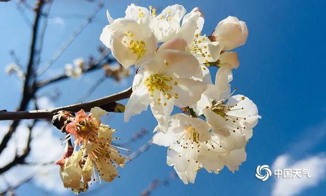 别让春天溜走了！晒出你拍过的最美春天 宅家也要赏春光