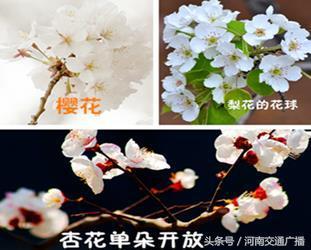 桃花、李花、梅花、樱花：终于分清了