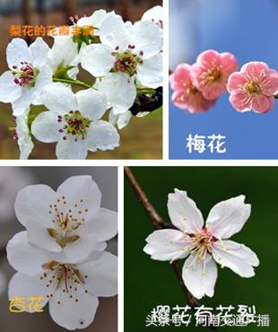 桃花、李花、梅花、樱花：终于分清了