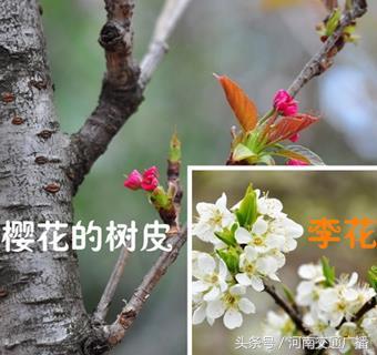 桃花、李花、梅花、樱花：终于分清了