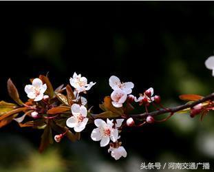 桃花、李花、梅花、樱花：终于分清了