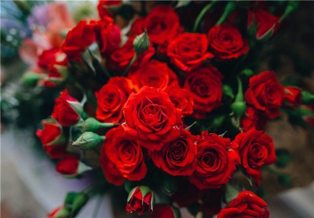 5首描写玫瑰花的诗词，花姿摇曳浪漫又美好，值得一读