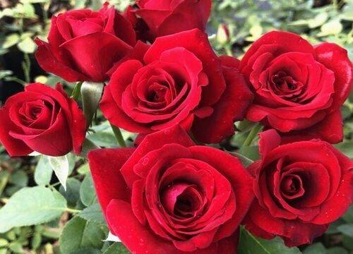 5首描写玫瑰花的诗词，花姿摇曳浪漫又美好，值得一读