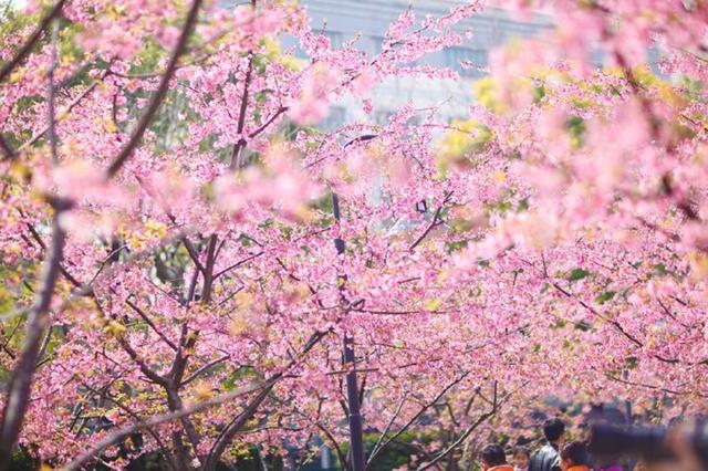 「诗词鉴赏」十二首春词，共赏春天的美好