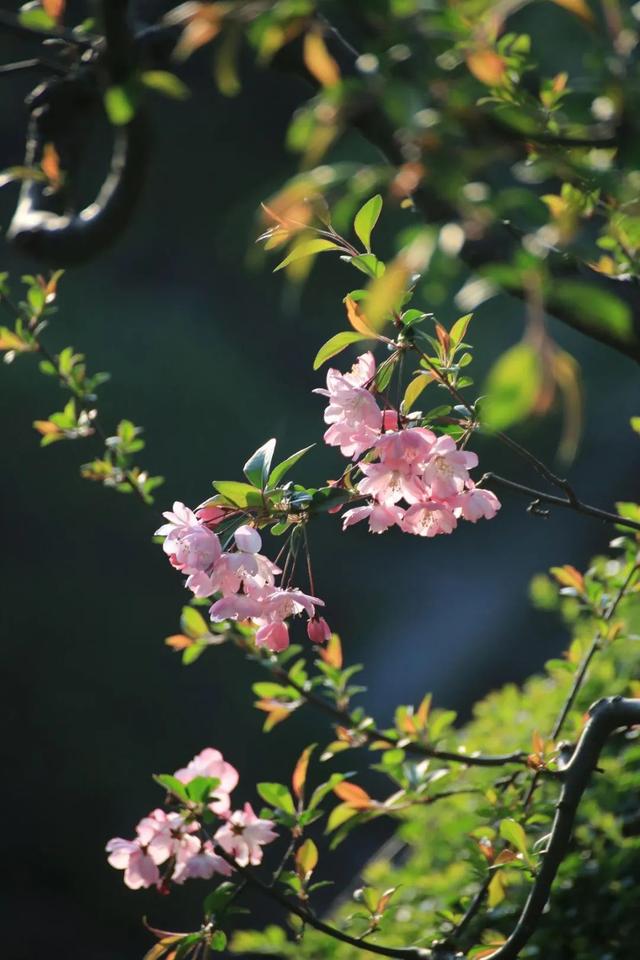 「诗词鉴赏」十二首春词，共赏春天的美好