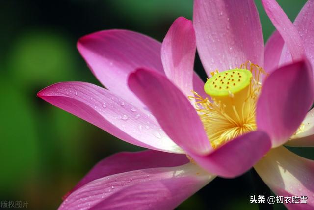 雨露荷花七首，杜甫写得清艳，李商隐写得忧伤，杨万里写得俏皮