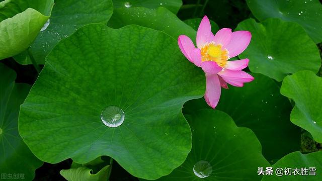 雨露荷花七首，杜甫写得清艳，李商隐写得忧伤，杨万里写得俏皮