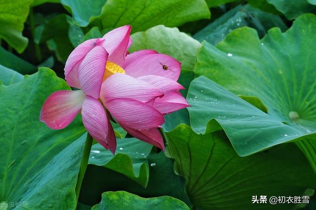 雨露荷花七首，杜甫写得清艳，李商隐写得忧伤，杨万里写得俏皮