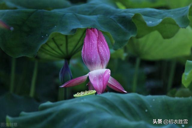 雨露荷花七首，杜甫写得清艳，李商隐写得忧伤，杨万里写得俏皮