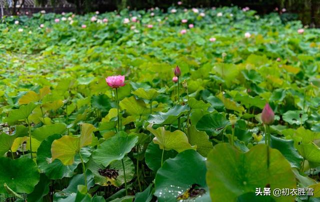 雨露荷花七首，杜甫写得清艳，李商隐写得忧伤，杨万里写得俏皮